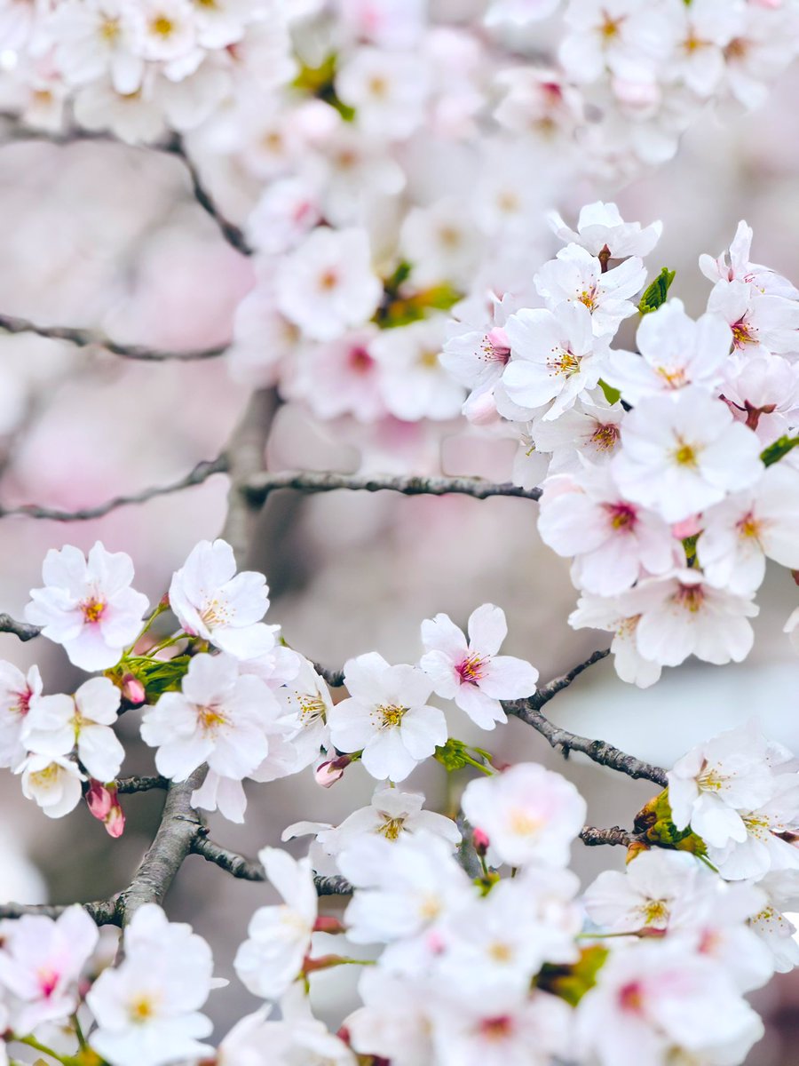 *𝚙𝚊𝚗𝚍𝚊*♥️🐾ﾌﾟﾁ写真館🧸優しい繋がりに心から感謝🫶🏻🩷 tweet media