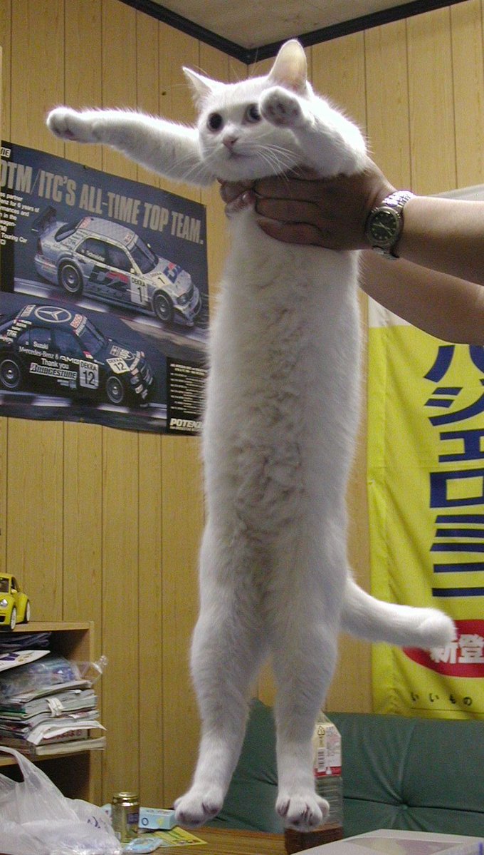 無冠の女王みーこ@高知 tweet media