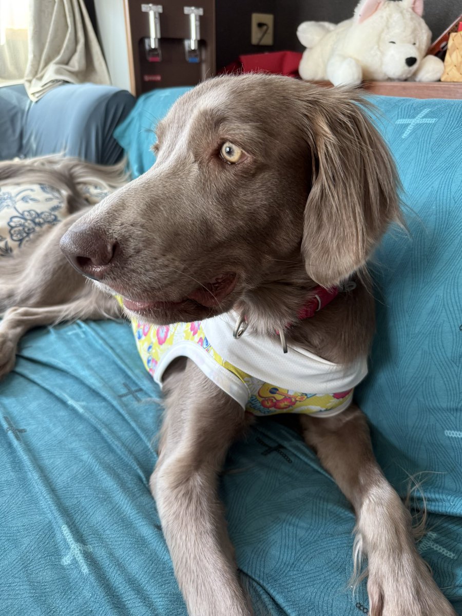 くえもん/Zaya tweet media