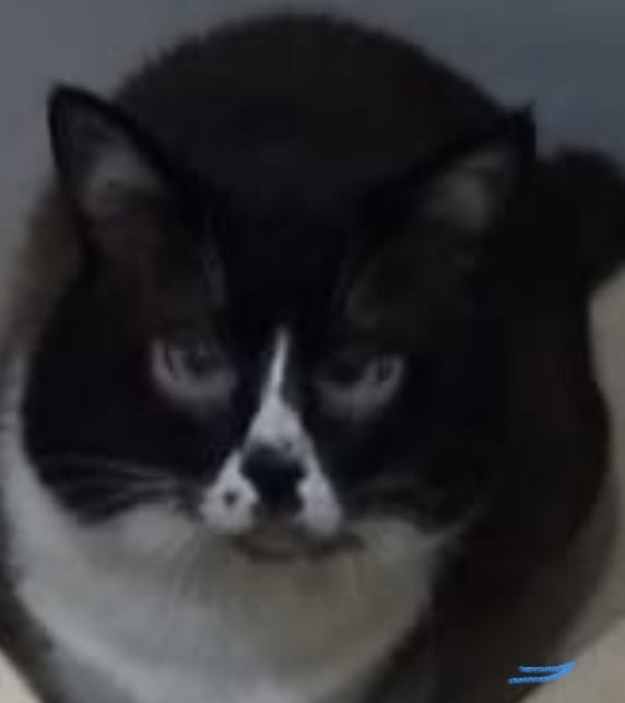 Jamile Chahine tweet media