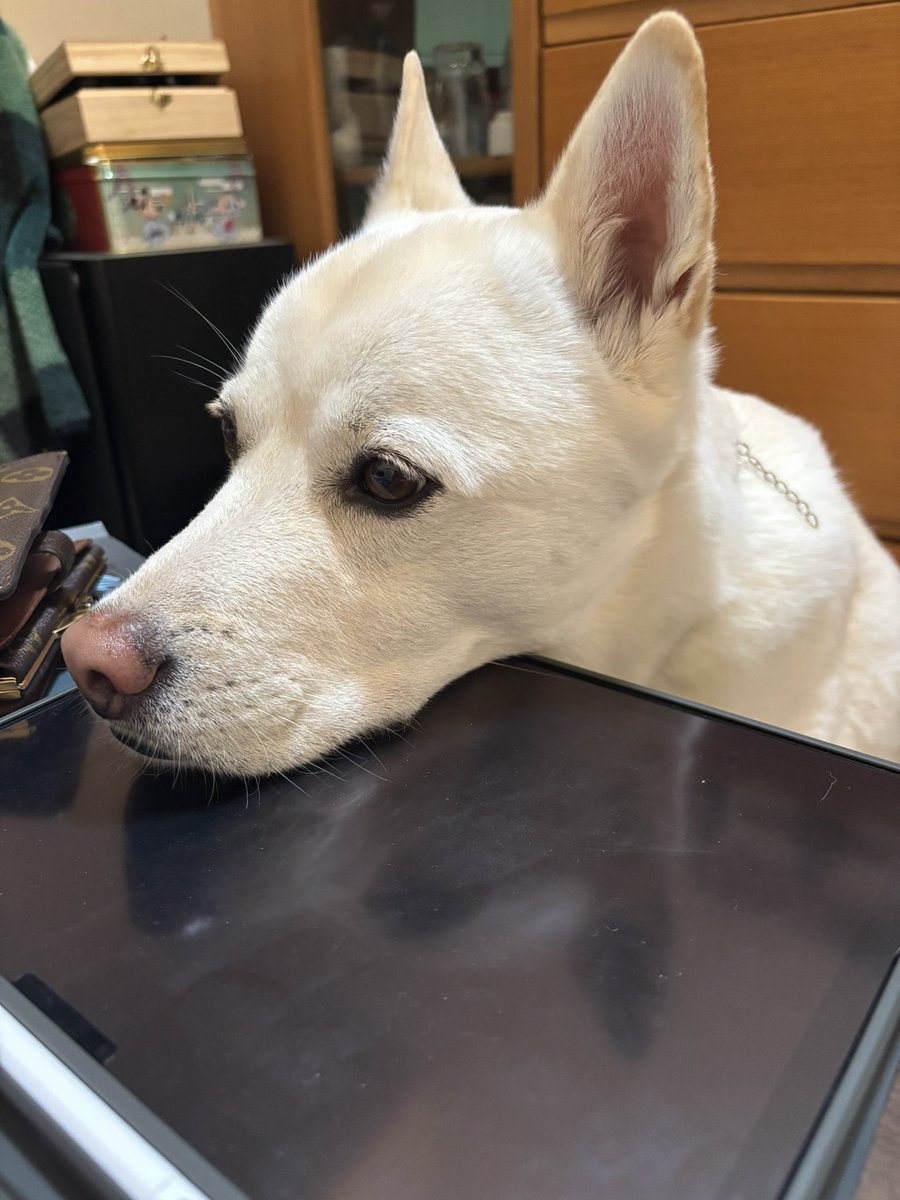 雑種犬☆永遠（とわ）TOWA【公式】 tweet media