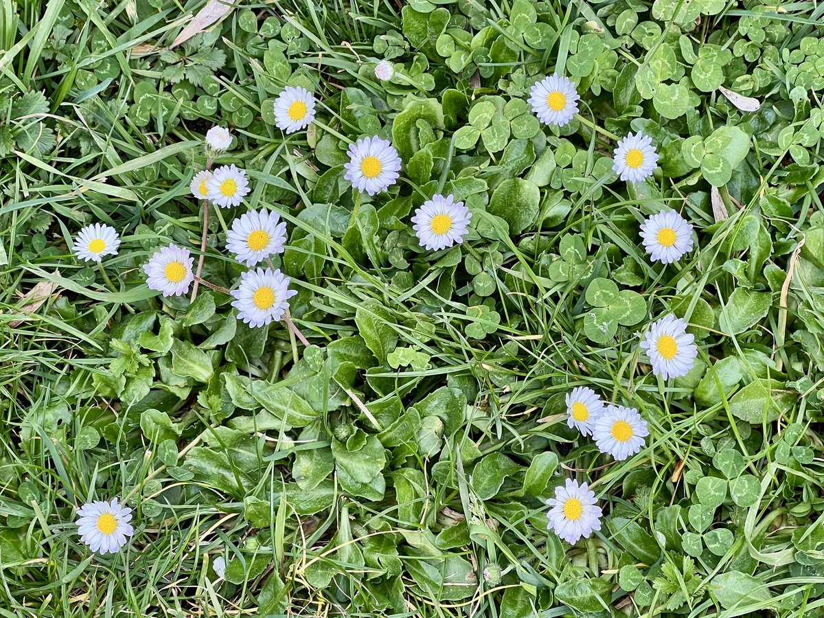 Frédéric Manfrin tweet media