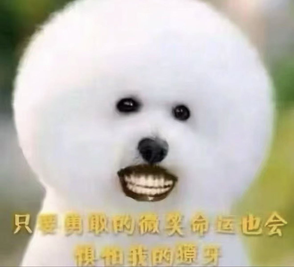 SilasYuan tweet media