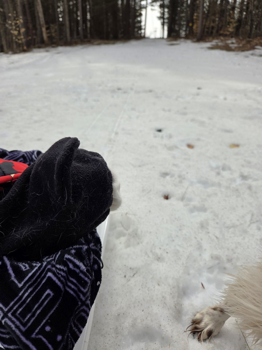 Sprinkles 🐾💞🐾💞 tweet media