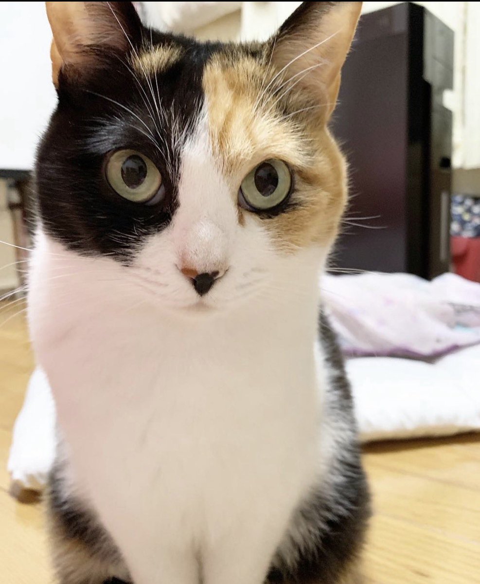 エンジョイライフちゃん tweet media