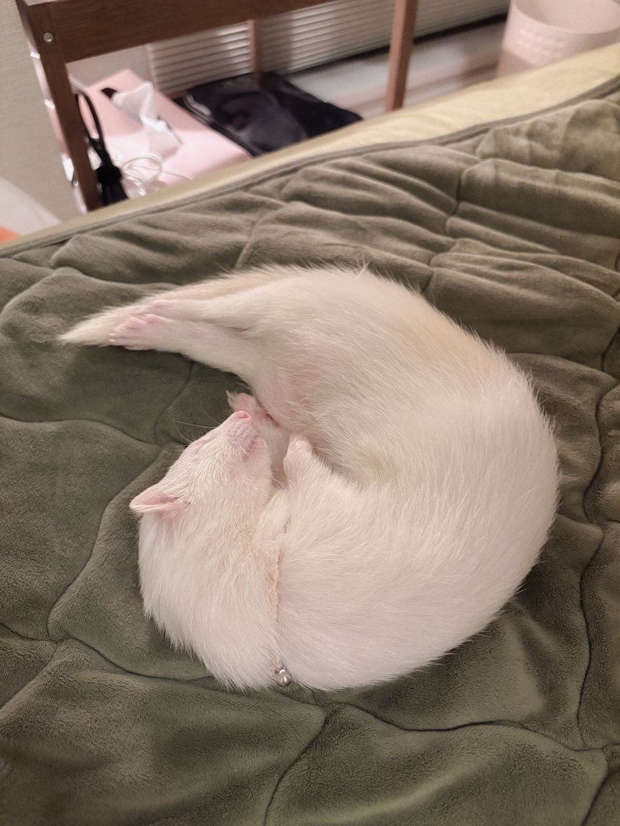 ウユちゃん tweet media