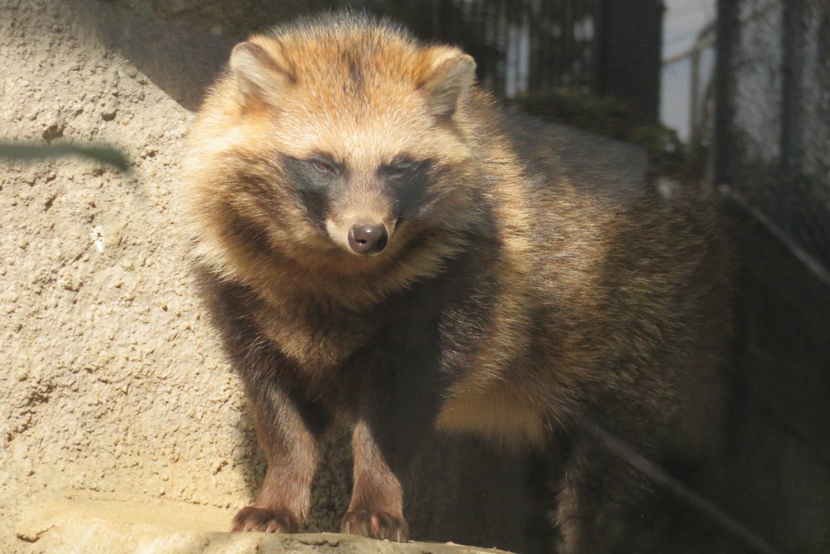 たちだコロネ tweet media