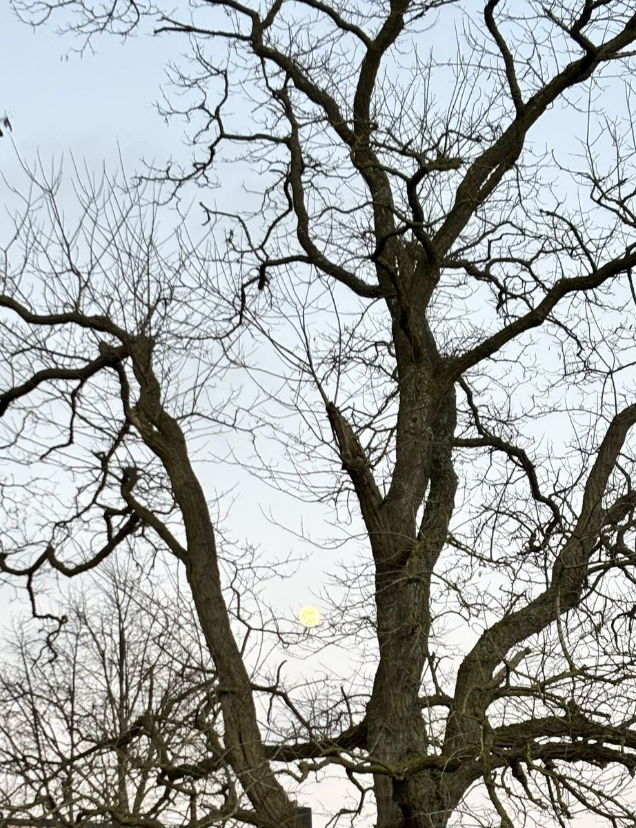 Anja van Zalinge tweet media