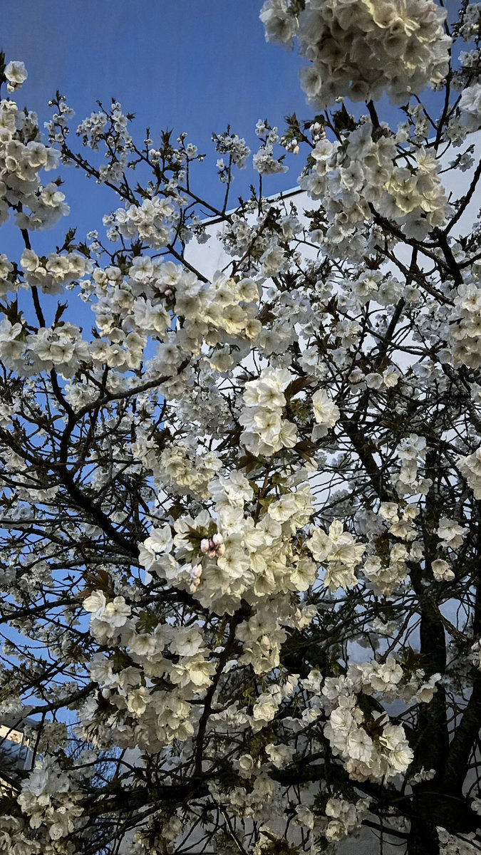 Anja van Zalinge tweet media
