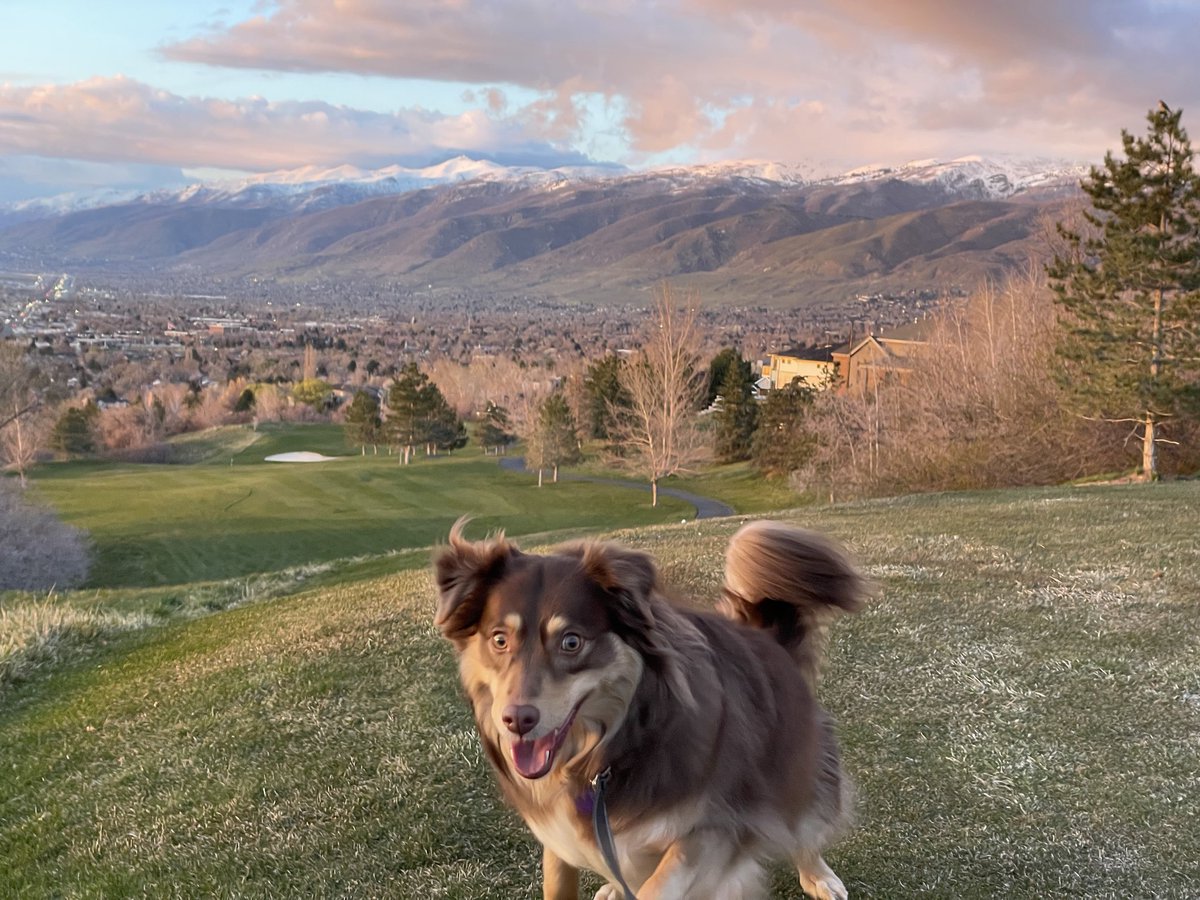 mercesSH's tweet photo. My entire feed today is Japanese dogs and I absolutely love it. 

Sharing pics of cute animals is my favorite reason for the internet to exist. If this comes across anyone’s feeds today, this is Willow! https://t.co/nT52Bm3GQ9