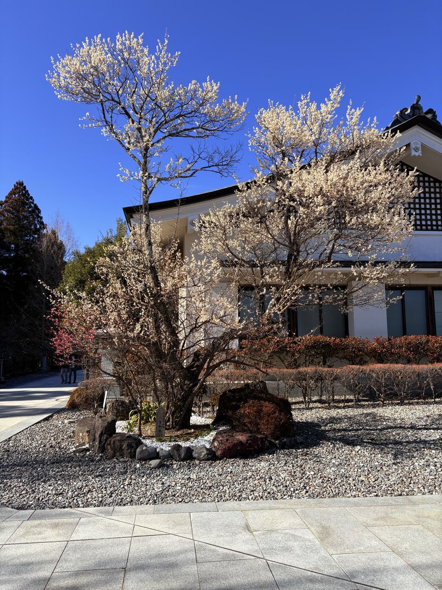 sixsi16's tweet photo. #３月を写真４枚で振り返る
梅と桜 https://t.co/hf8paCEstF