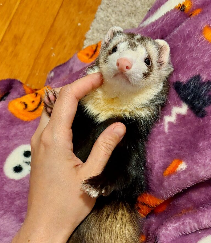 Pirate Software tweet media