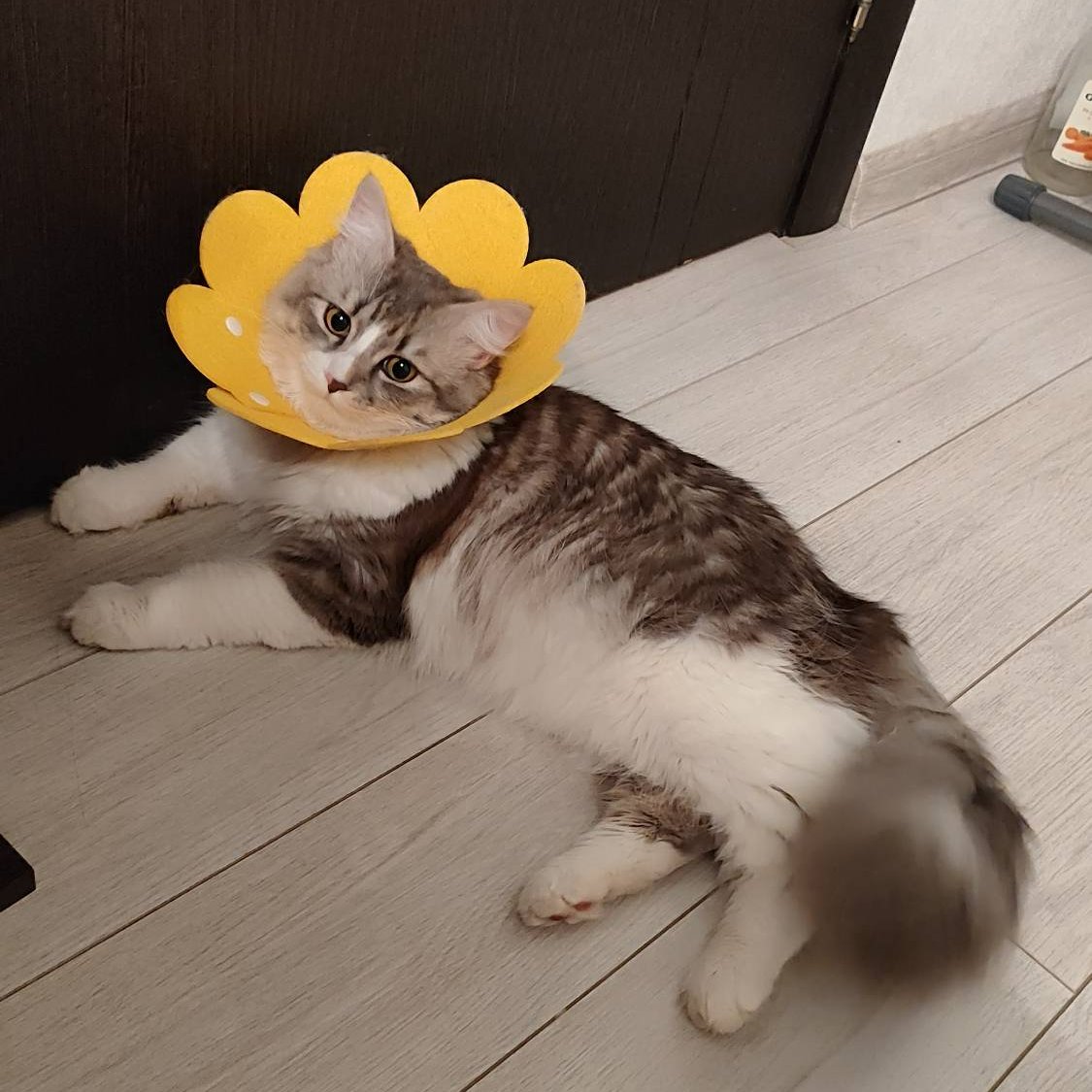 Серенада, не надо🎻 tweet media