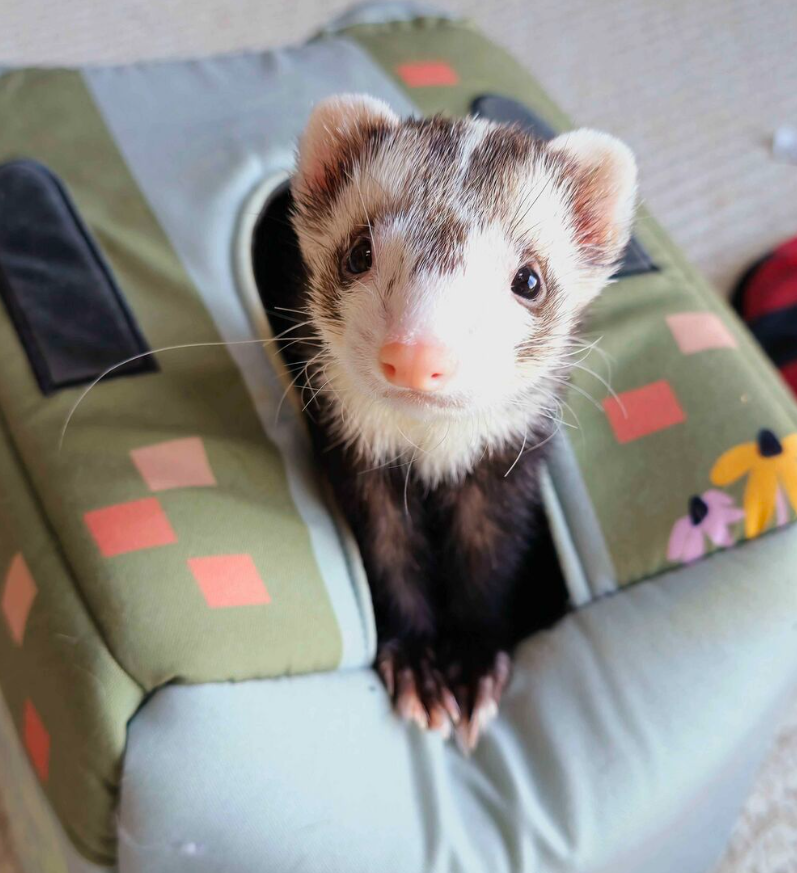 Pirate Software tweet media