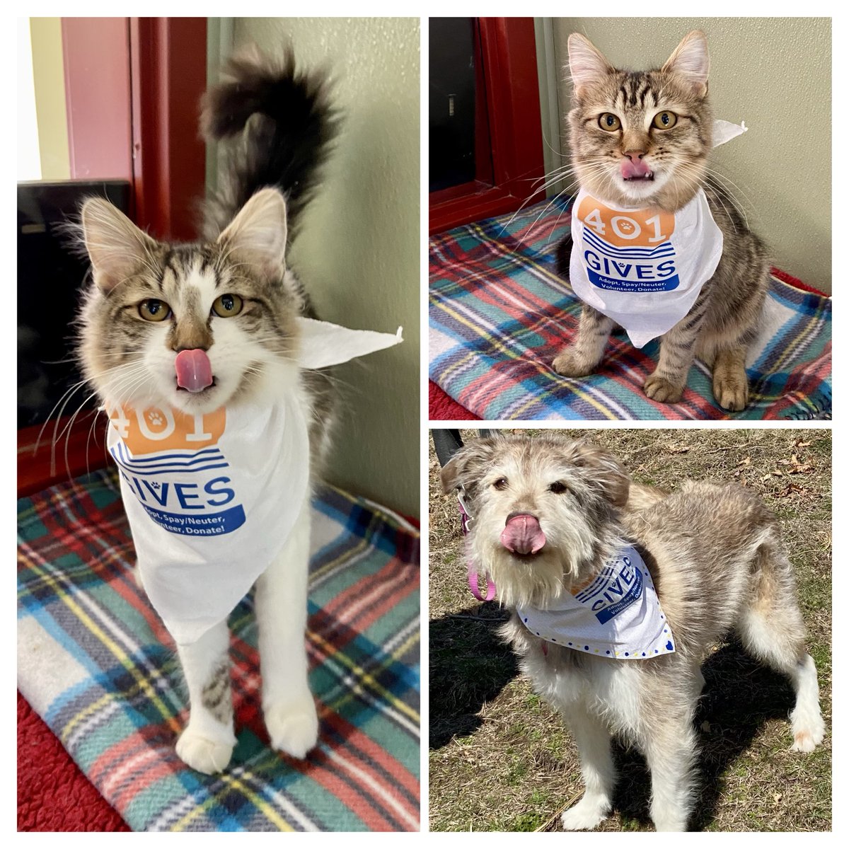 Friends of Warwick Animal Shelter tweet media