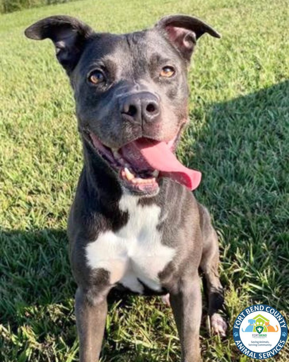 Fort Bend Animal Services tweet media