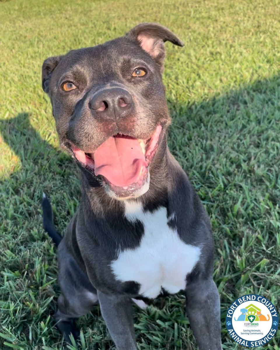 Fort Bend Animal Services tweet media