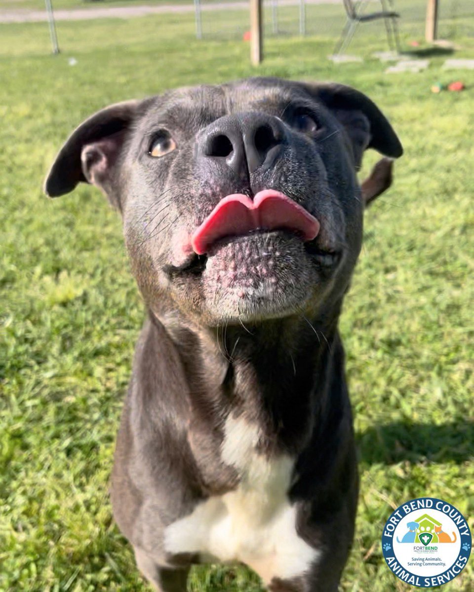 Fort Bend Animal Services tweet media