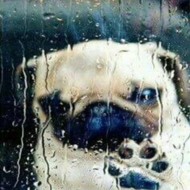 al_thic's tweet image. #perdi