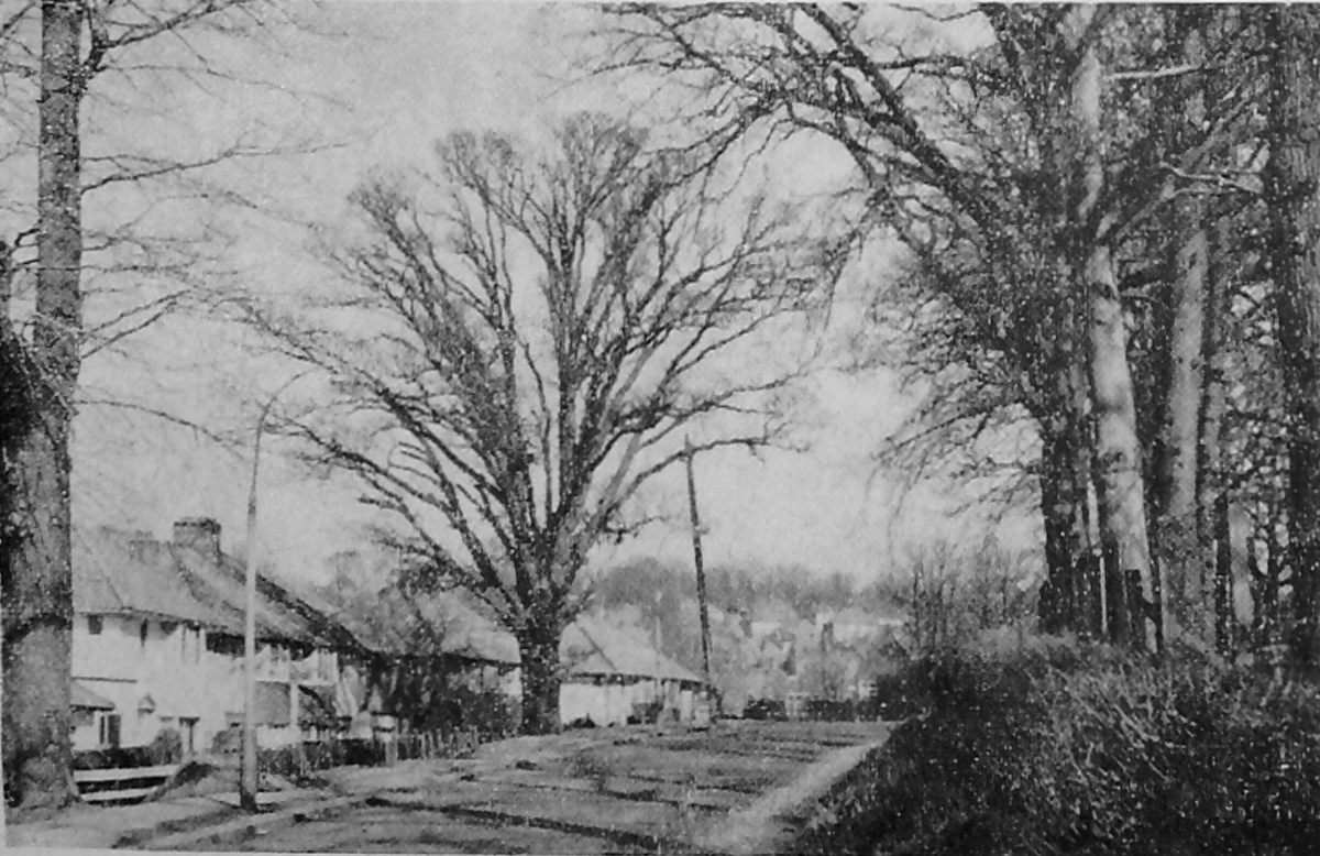 MHHistSoc's tweet photo. The Goldsmith Oak, around 400 - 500 years old on Lawrence Street. Perhaps named for writer Oliver Goldsmith who lived locally or for nearby Goldbeaters Farm  

Pictured in 1910, 1964 and in recent times https://t.co/I7dz1liWbO