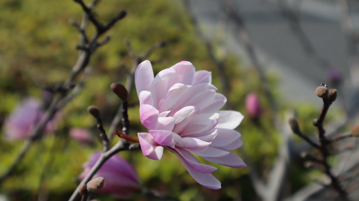 ムラサキノハナ👾 tweet media