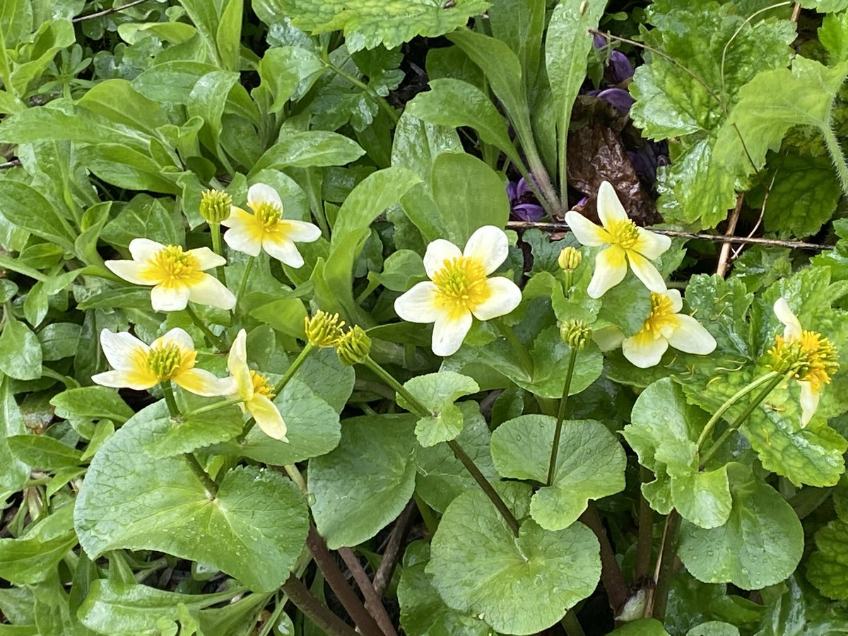 Michael Myers tweet media