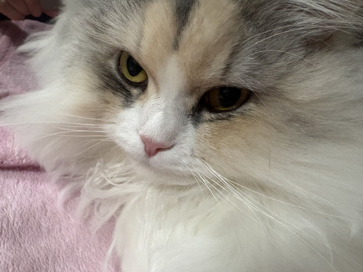 青山　有　＠ライトノベル作家 tweet media