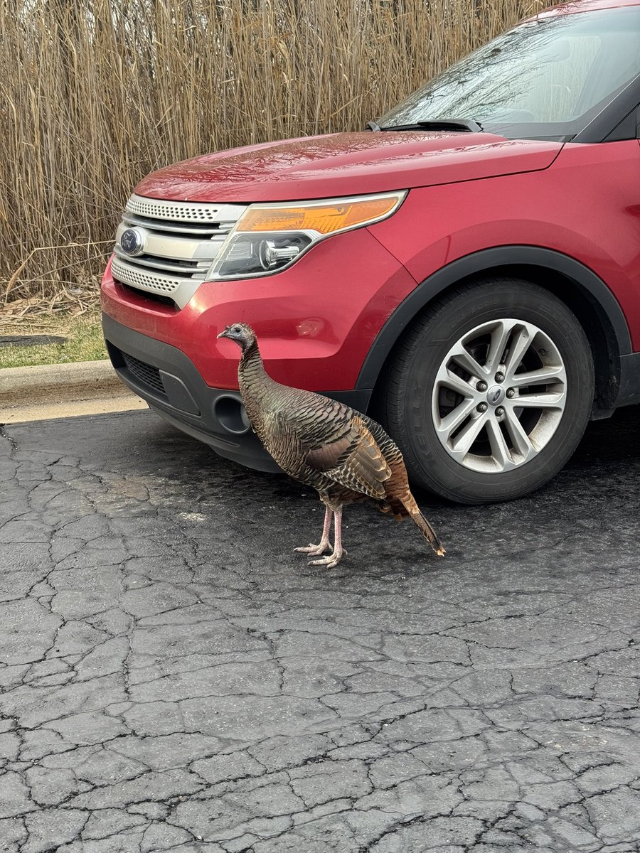 Fujisan765's tweet photo. This morning when I arrived at work, I was greeted by this wild female turkey 🦃 hen that was walking around in the parking lot. #turkey #hen #michigan #cantonmich #US12 #wildlife https://t.co/YerksOeRHZ