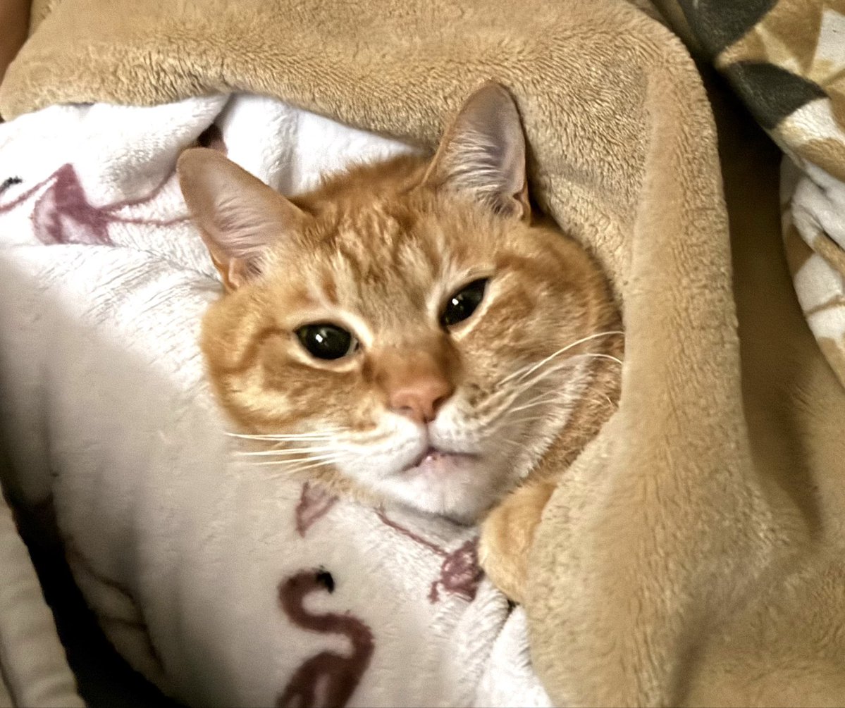 ビール猫🍺 tweet media