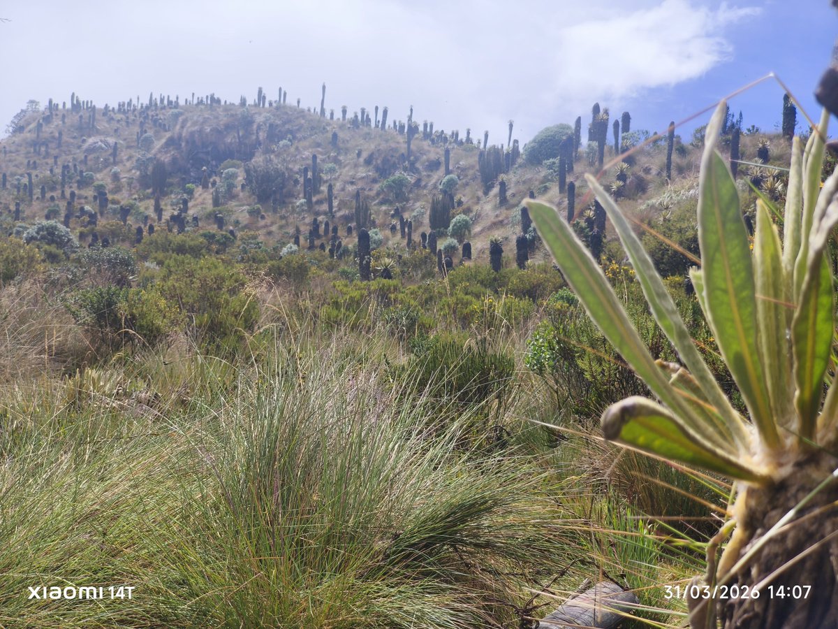 Alejo Montoya tweet media