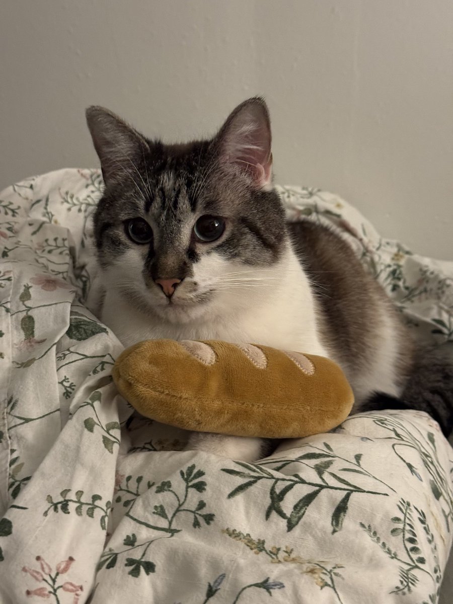 𝔥𝔞𝔯𝔭𝔢𝔯 𝔡𝔢 𝔐𝔬𝔫𝔱𝔢 ℭ𝔯𝔦𝔰𝔱𝔬 🌱 tweet media