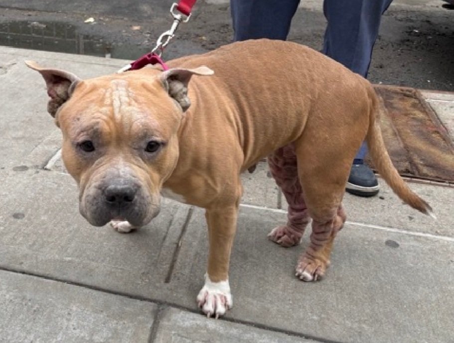 Morgan Fairchild's Dogs tweet media