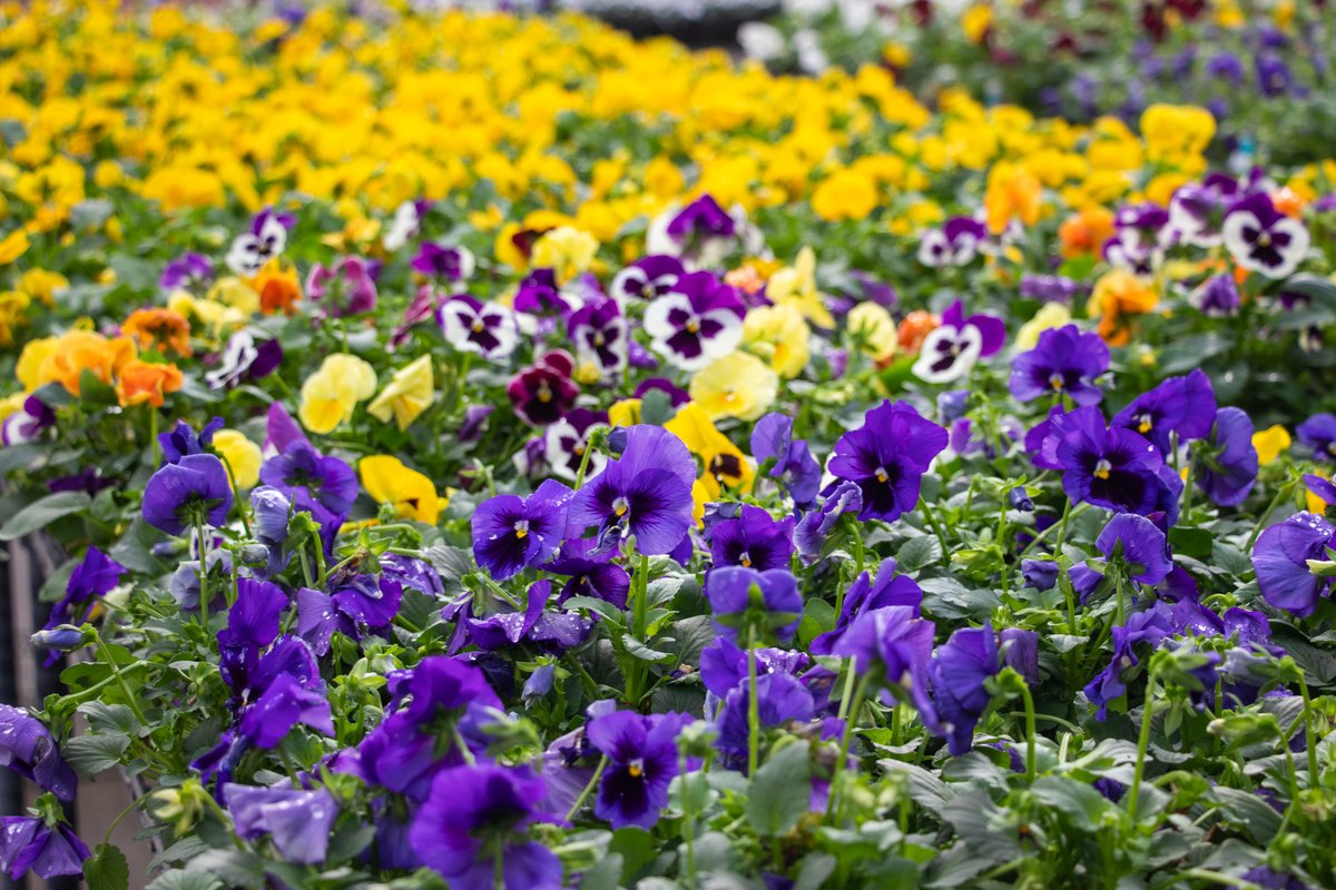 Lanoha Nurseries tweet media