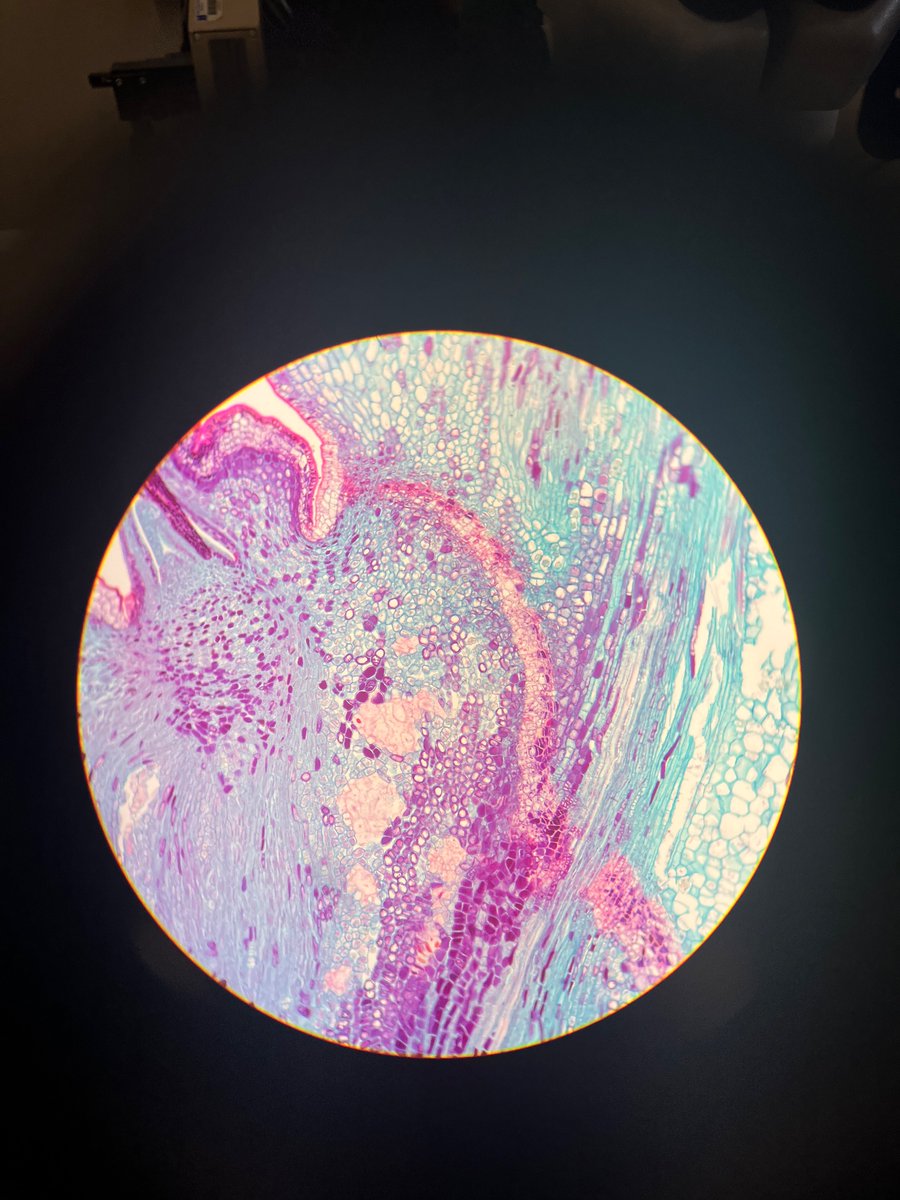 mira ⚓️ tweet media