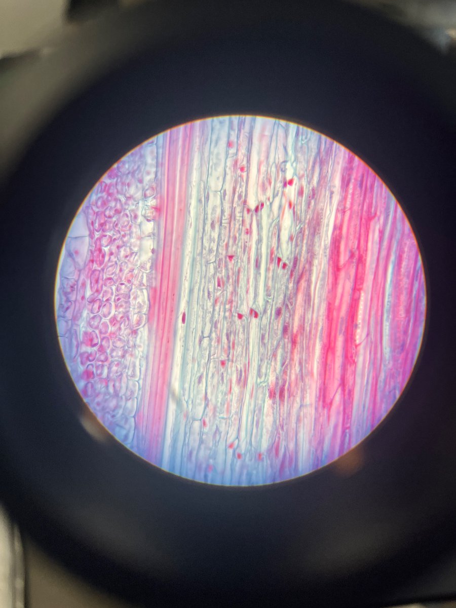 mira ⚓️ tweet media