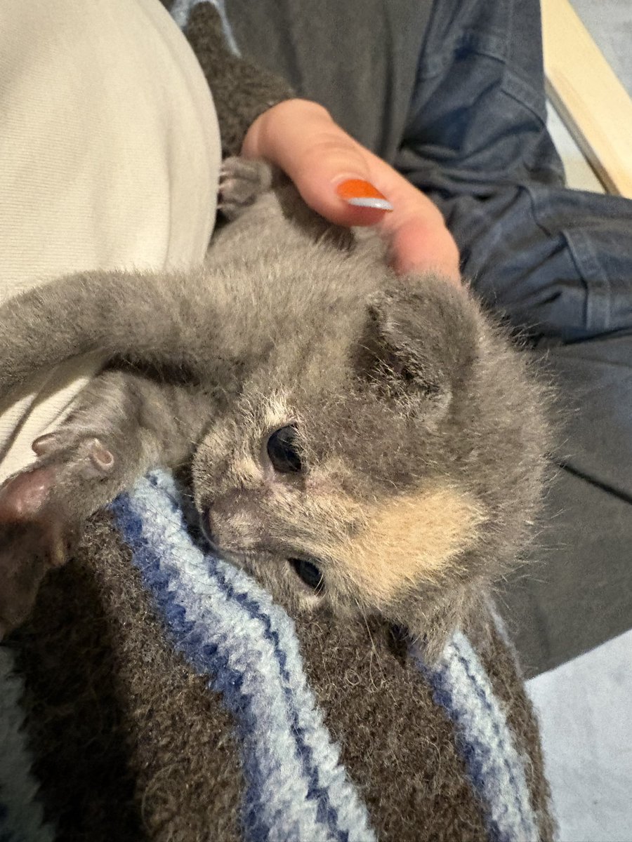 תמה 38 🏚️ tweet media