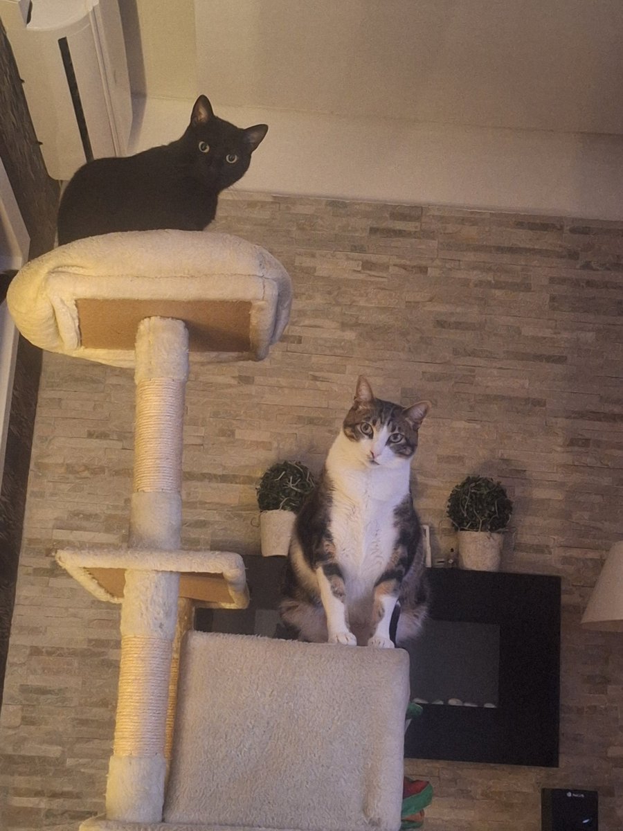 Juanan escobedo🔻 tweet media