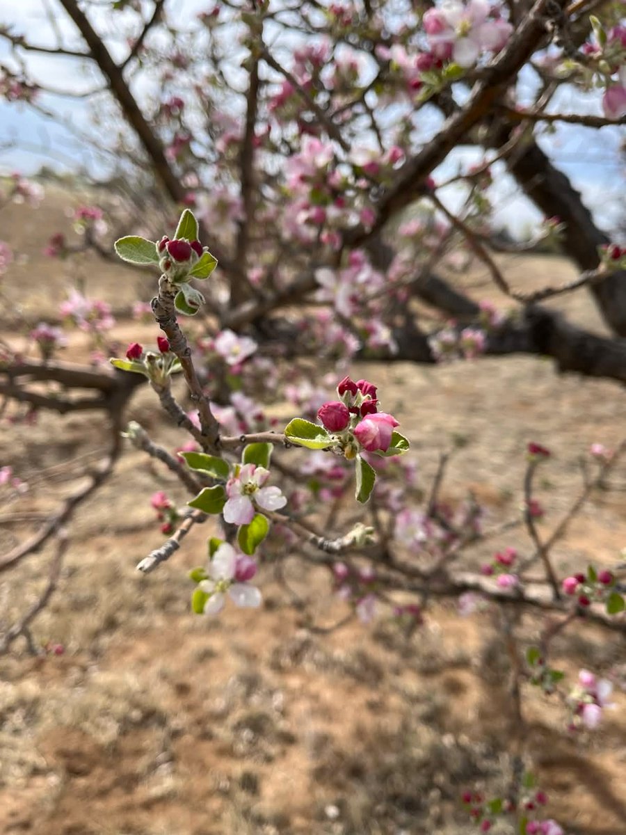 Sirius Archivist tweet media