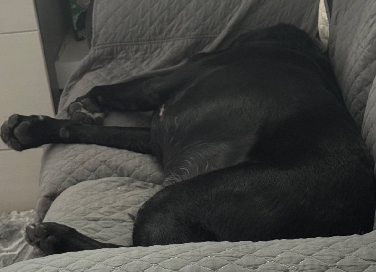 Sheri • Angel🐾 • Rizzo🐾 tweet media