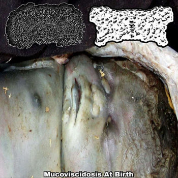 ゴアのオッサン2 tweet media