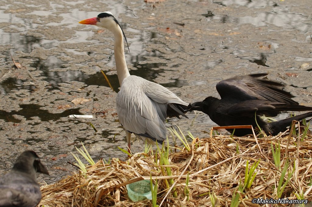 NPO法人札幌カラス研究会 tweet media
