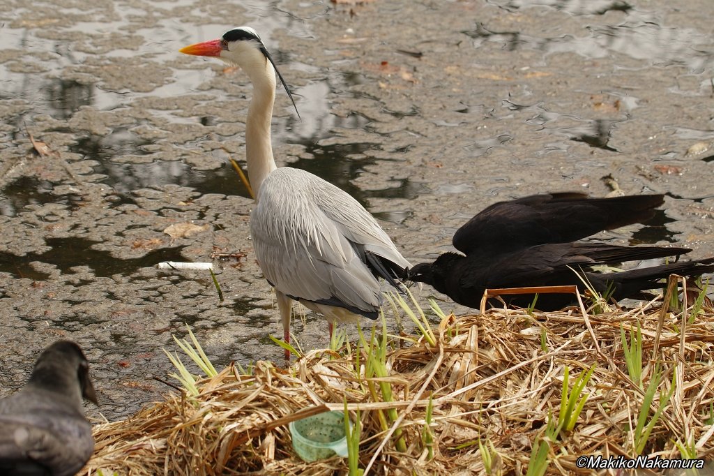 NPO法人札幌カラス研究会 tweet media