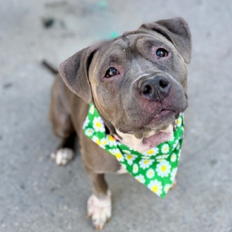 Morgan Fairchild's Dogs tweet media