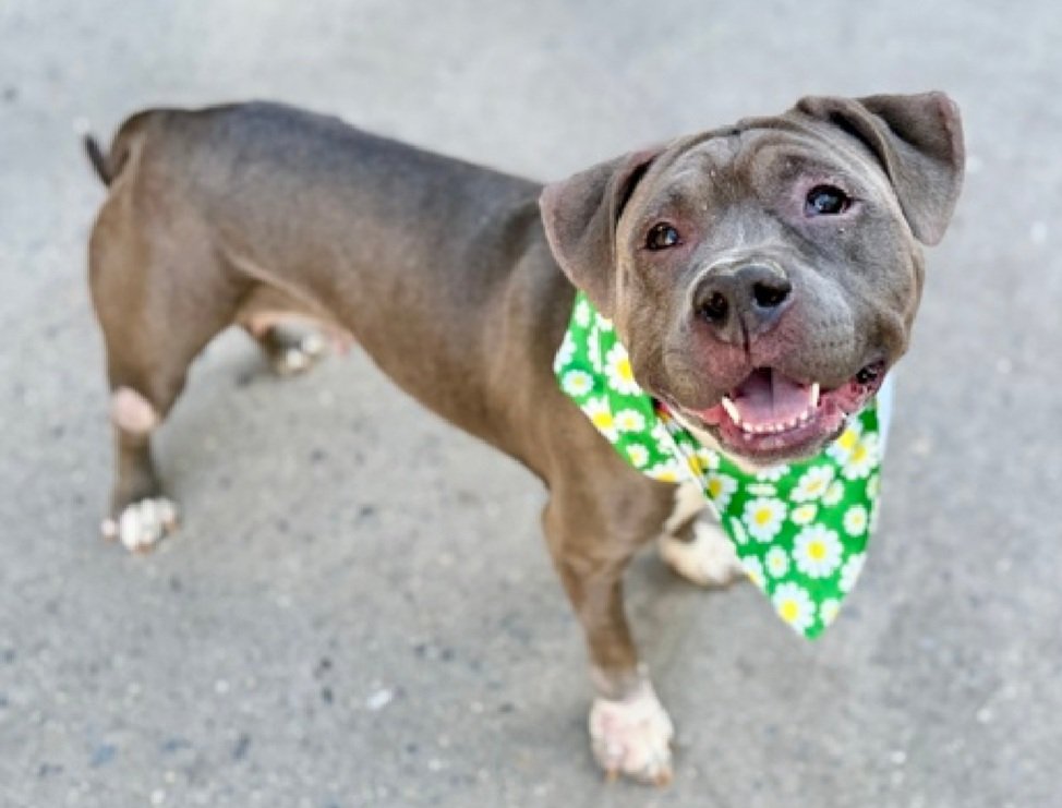 Morgan Fairchild's Dogs tweet media