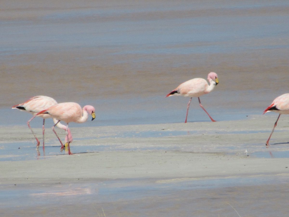 El Ciudadano tweet media