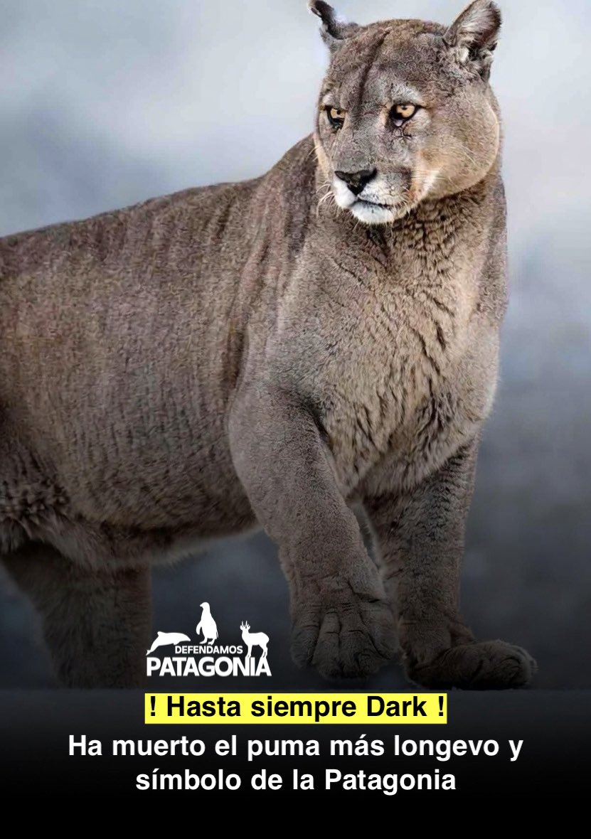 ❗️Defendamos Patagonia❗️ tweet media