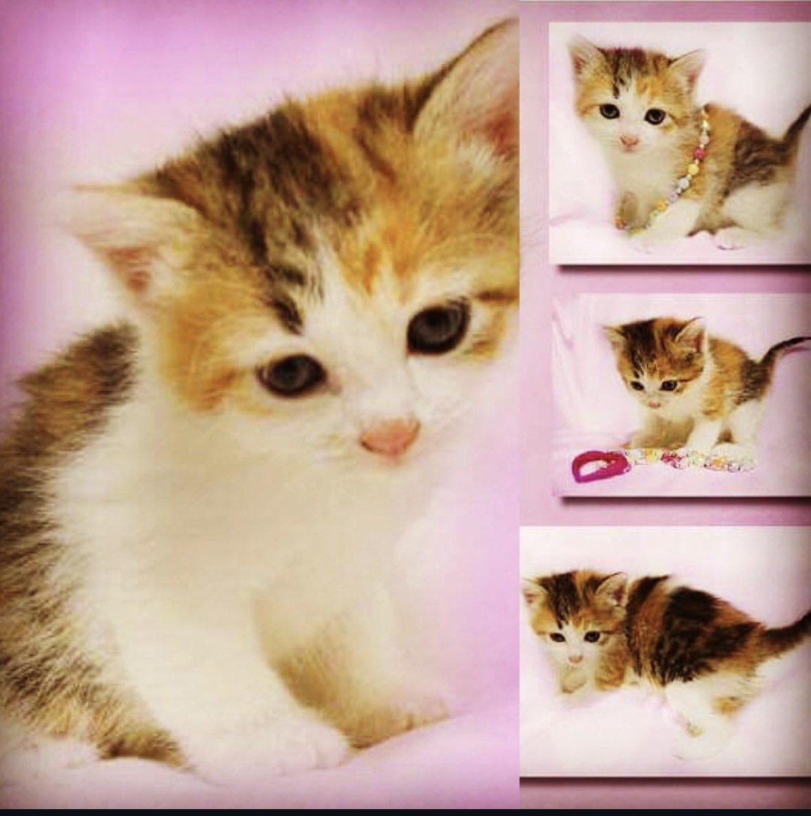 EliseEdens tweet media