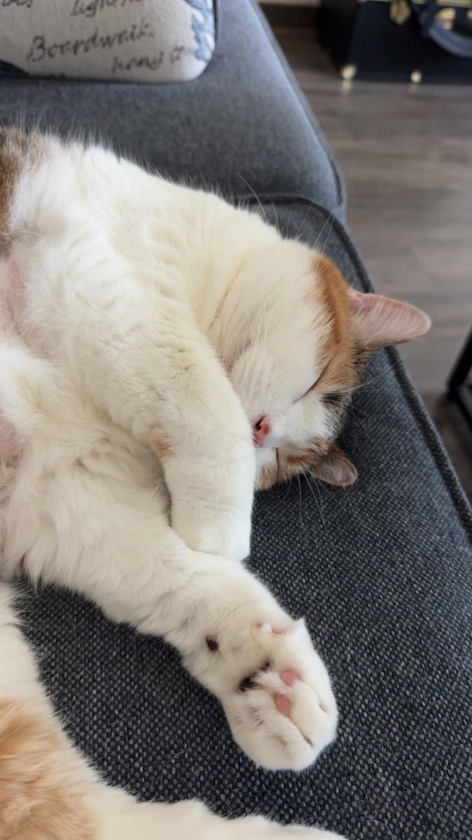 EliseEdens tweet media