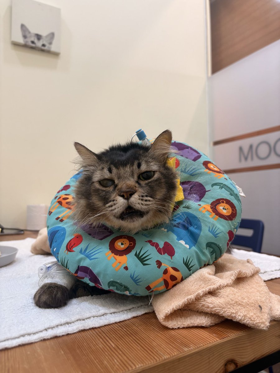 fourmeows tweet media