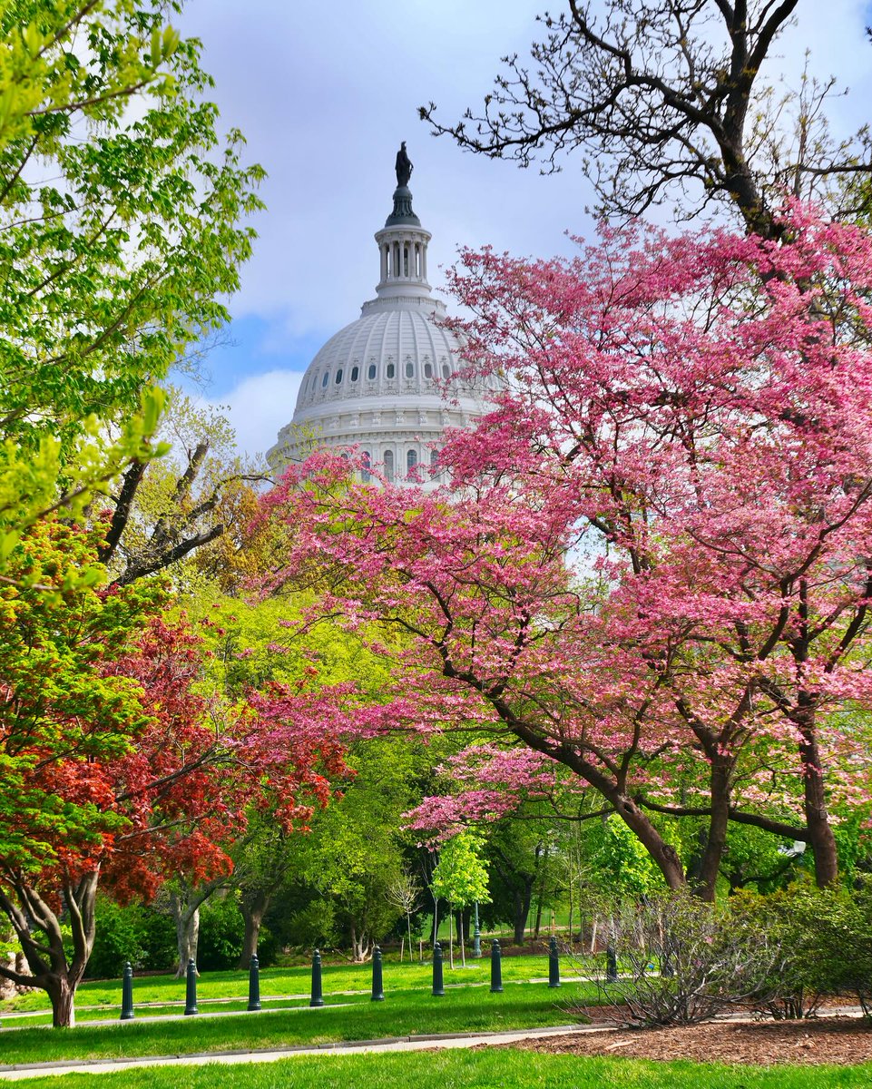 washingtondc's tweet photo. Spring vibes in Washington, DC. 💐🥰

📸: drchubacca, districtcammie, lisaphotolandscape, 4madamparis / IG #Only1DC https://t.co/mEfwWZ8MWt